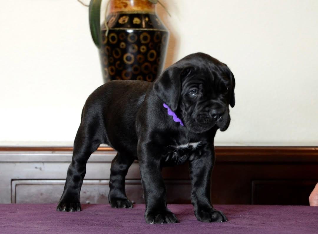 Titan – Black Female Cane Corso Puppy 8 Weeks Old | Ashland OH