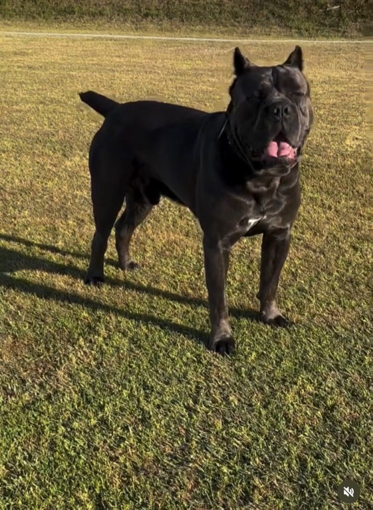 OFA cleared female Cane Corso dam Ohio champion bloodline