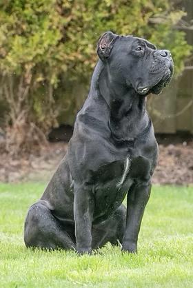 Why Cane Corso Puppies Cost
