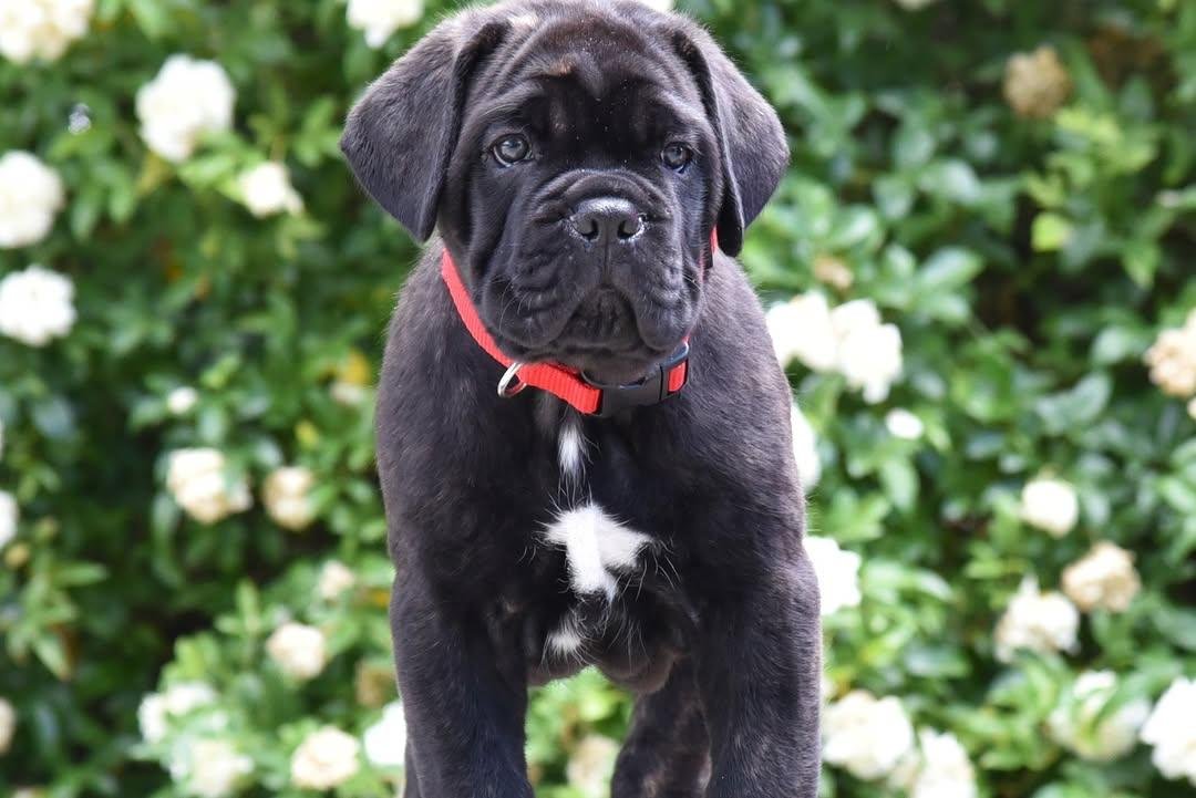 Zara – Black Female Cane Corso Puppy 8 Weeks Old | Ashland OH