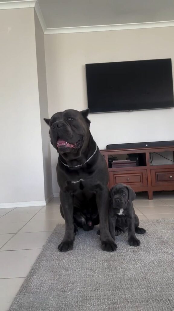 cane corso temperament