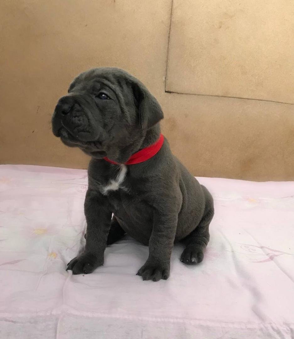 Enzo – Gray Male Cane Corso Puppy 8 Weeks Old | Ashland OH