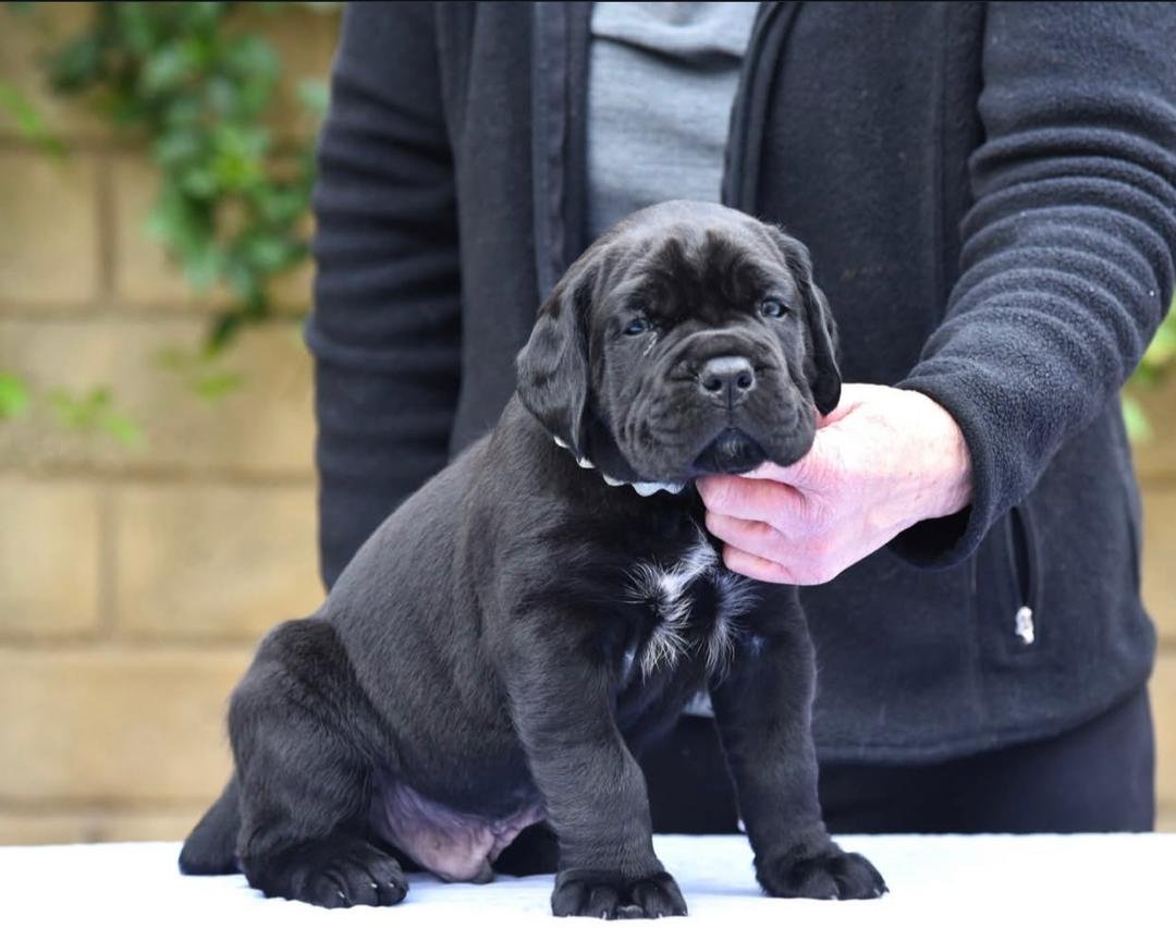 Luna – Black Female Cane Corso Puppy 8 Weeks Old | Ashland OH