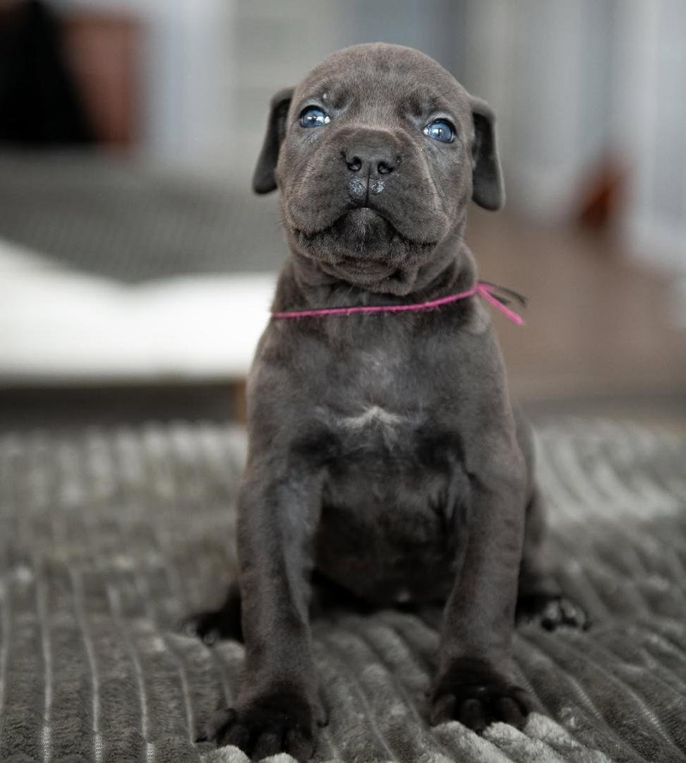 Tanna – Gray Female Cane Corso Puppy 8 Weeks Old | Ashland OH