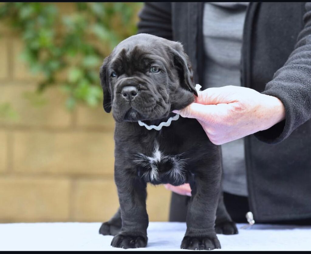 zara-female-black-cane-corso puppy