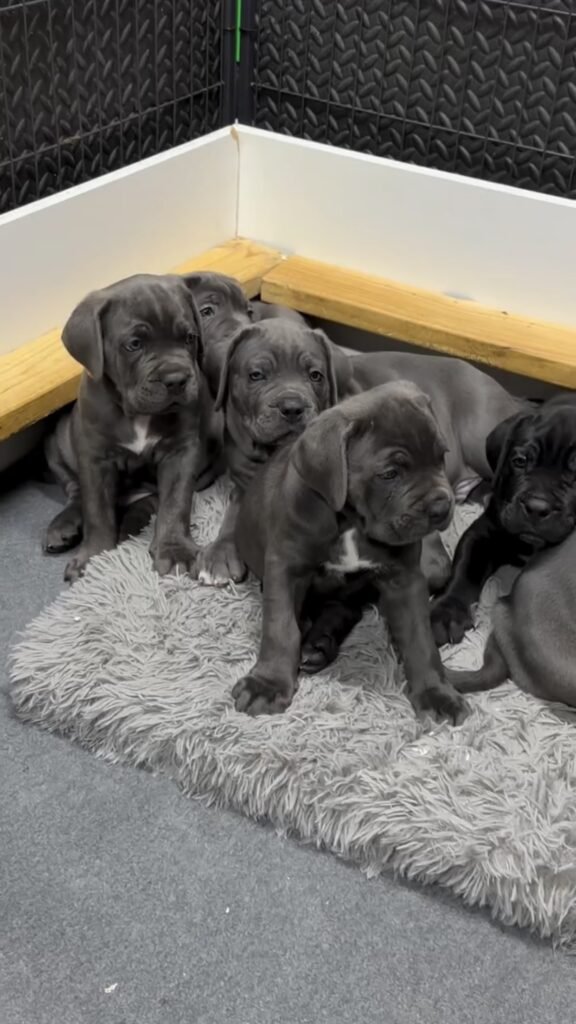 Cane Corso Puppies Near Me