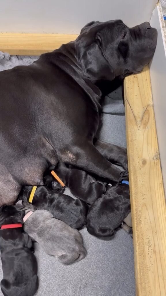 Cane Corso Puppies Near Me