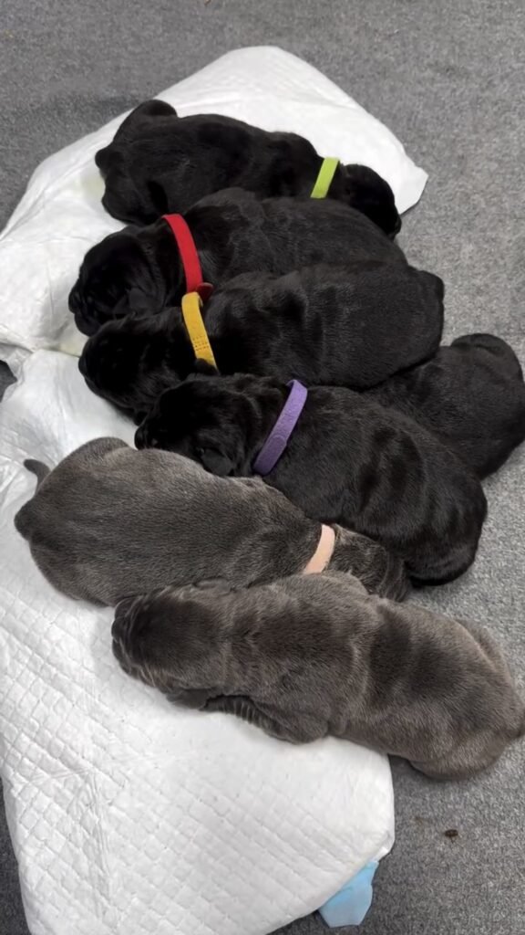 cane corso puppies for sale ohio