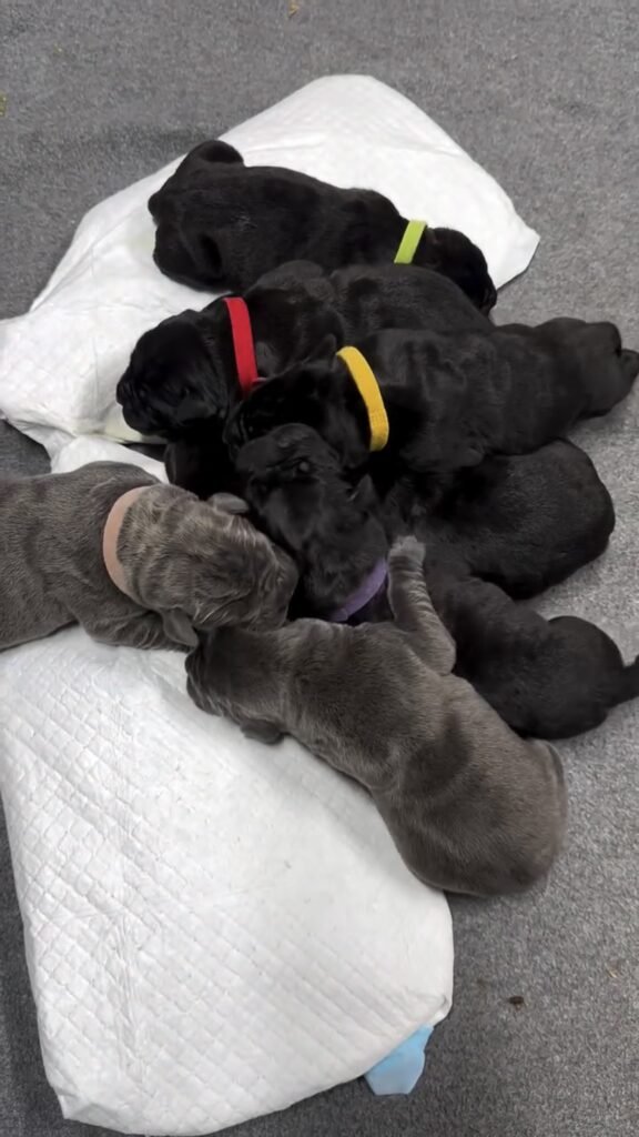 cane corso puppies for sale ohio