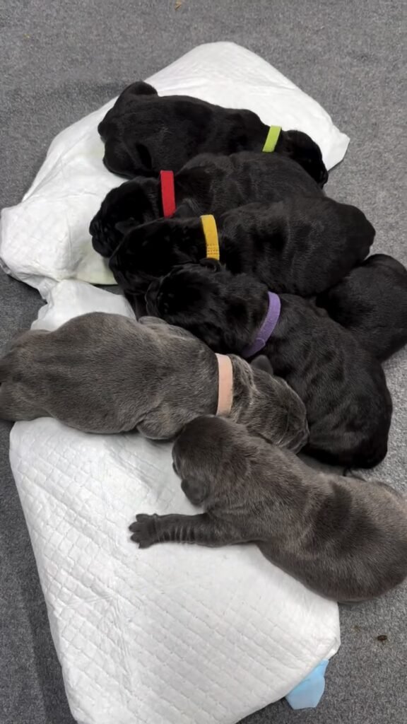 Cane corso Puppies New litter