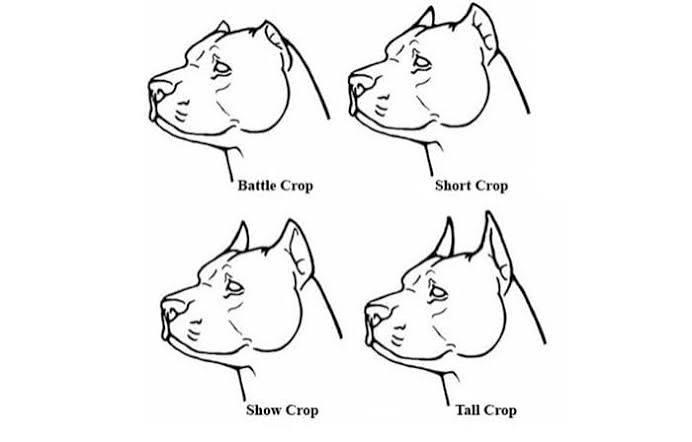 cane corso ear cropping