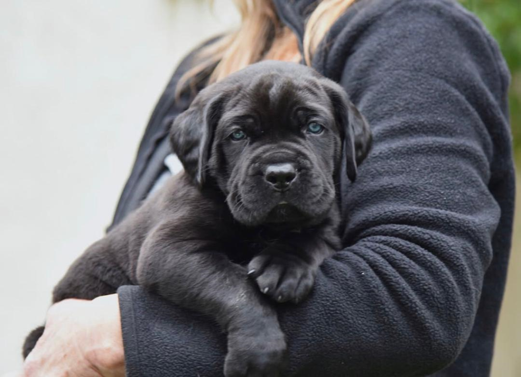 Dog Training for Cane Corso 